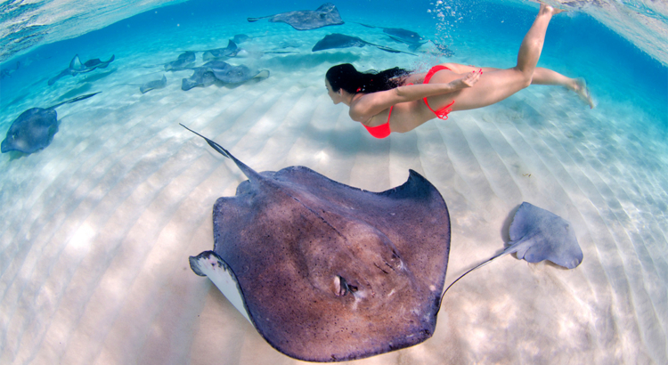 Cayman Islands Stingray City Foto Cayman Islands Department of Tourism